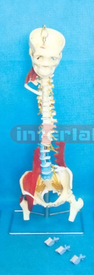 GIANT MULTIFUNCTIONAL FLEXIBLE VERTEBRAE SYNTHESIS DEMONSTRATION MODEL (F TYPE)